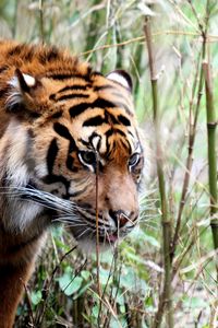 Preview wallpaper tiger, big cat, grass, walking, muzzle