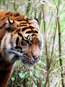 Preview wallpaper tiger, big cat, grass, walking, muzzle