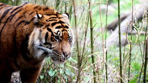 Preview wallpaper tiger, big cat, grass, walking, muzzle