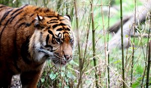 Preview wallpaper tiger, big cat, grass, walking, muzzle