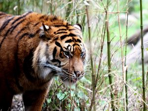 Preview wallpaper tiger, big cat, grass, walking, muzzle