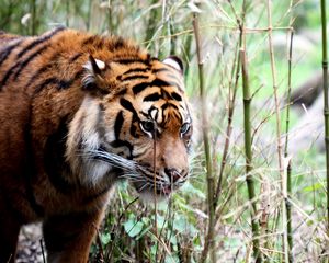 Preview wallpaper tiger, big cat, grass, walking, muzzle