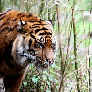 Preview wallpaper tiger, big cat, grass, walking, muzzle