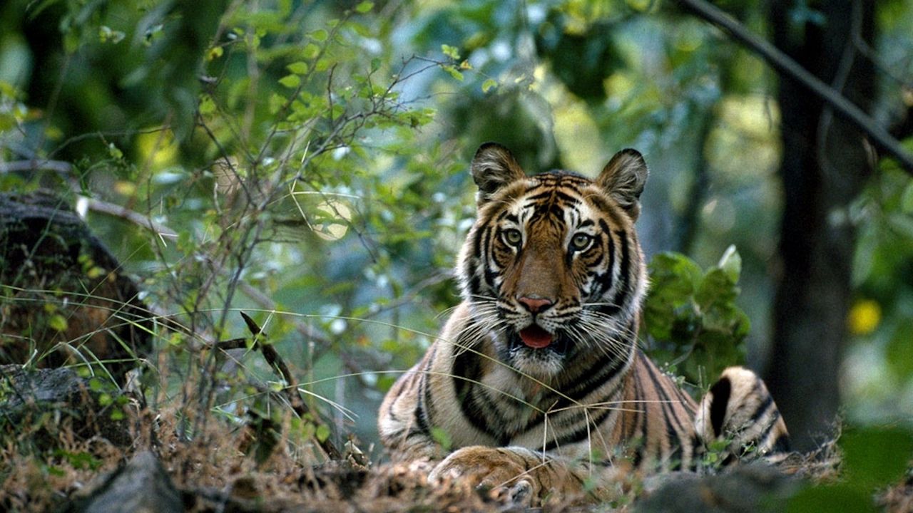 Wallpaper tiger, big cat, grass, forest