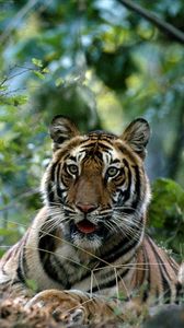 Preview wallpaper tiger, big cat, grass, forest