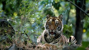 Preview wallpaper tiger, big cat, grass, forest
