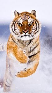 Preview wallpaper tiger, big cat, jump, snow