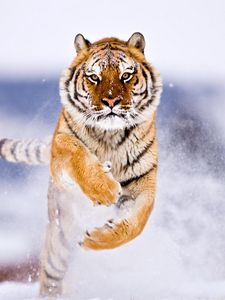 Preview wallpaper tiger, big cat, jump, snow