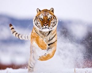 Preview wallpaper tiger, big cat, jump, snow