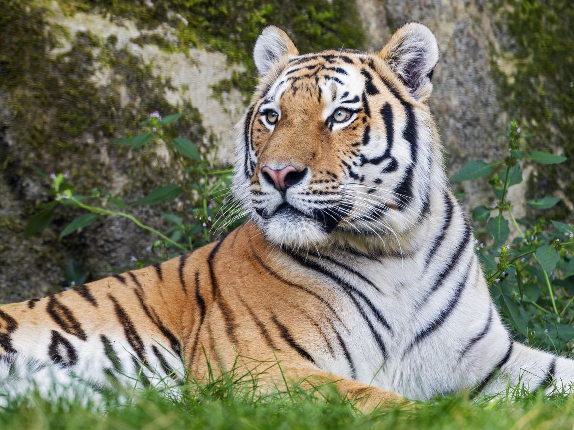 1152x864 Wallpaper tiger, big cat, lanes, predator, glance, animal