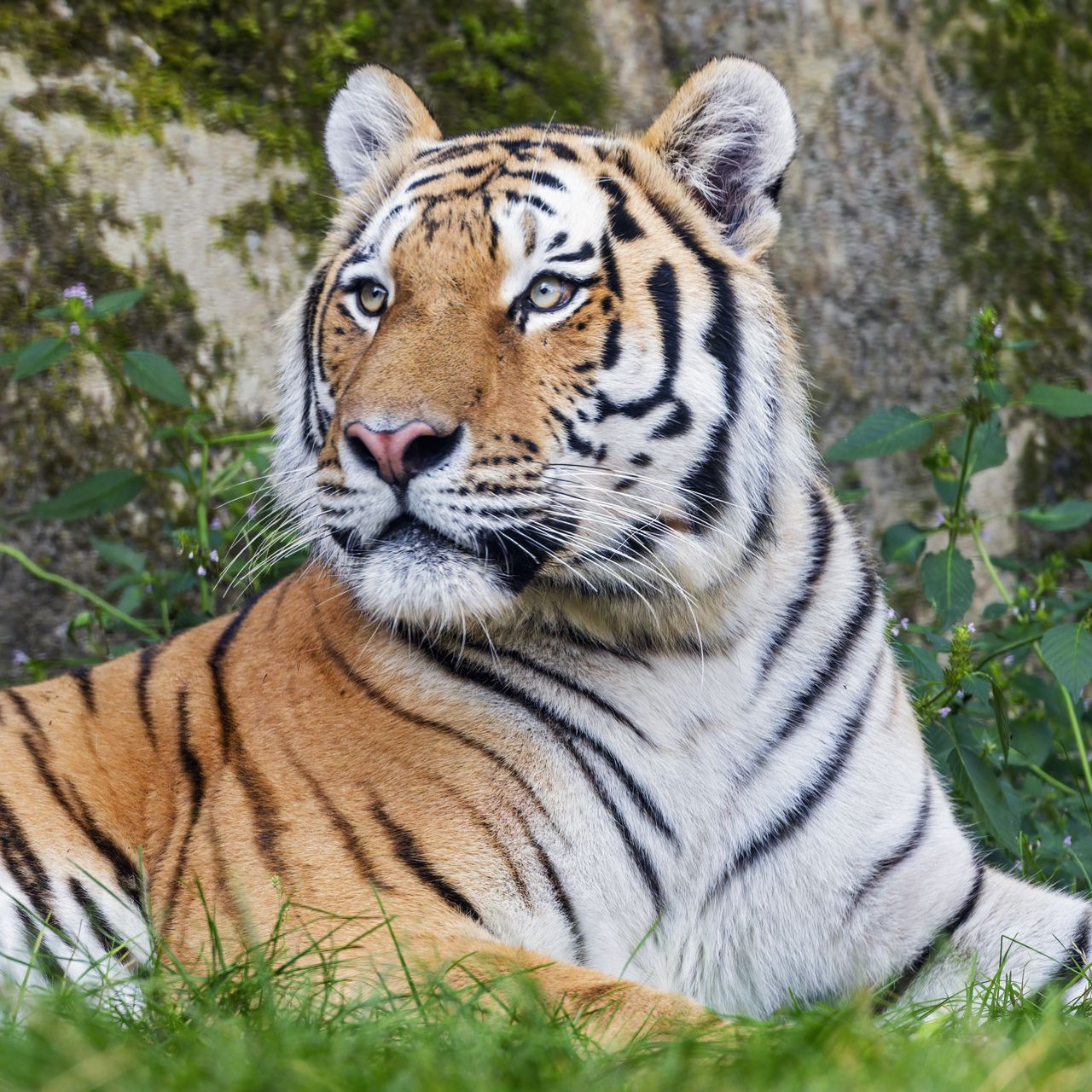 1280x1280 Wallpaper tiger, big cat, lanes, predator, glance, animal