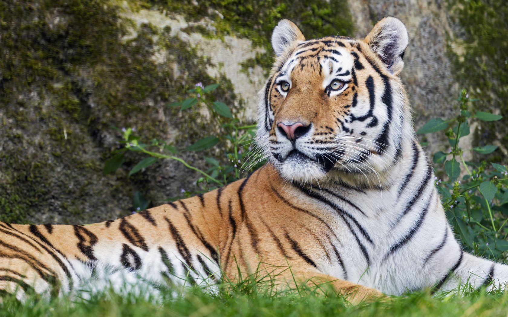 1680x1050 Wallpaper tiger, big cat, lanes, predator, glance, animal