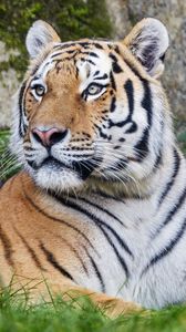 Preview wallpaper tiger, big cat, lanes, predator, glance, animal
