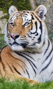 Preview wallpaper tiger, big cat, lanes, predator, glance, animal