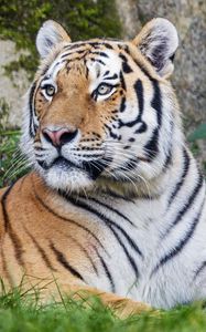 Preview wallpaper tiger, big cat, lanes, predator, glance, animal