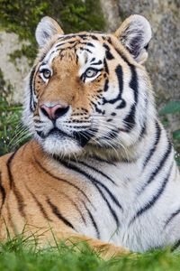 Preview wallpaper tiger, big cat, lanes, predator, glance, animal