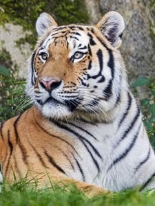 Preview wallpaper tiger, big cat, lanes, predator, glance, animal