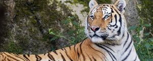 Preview wallpaper tiger, big cat, lanes, predator, glance, animal