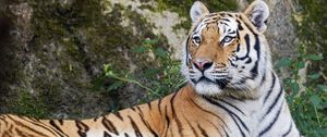Preview wallpaper tiger, big cat, lanes, predator, glance, animal
