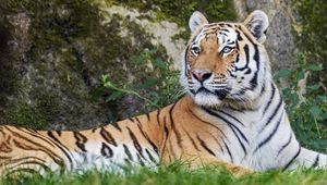 Preview wallpaper tiger, big cat, lanes, predator, glance, animal