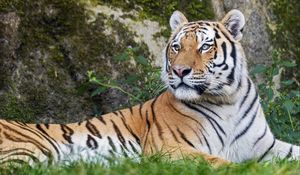 Preview wallpaper tiger, big cat, lanes, predator, glance, animal