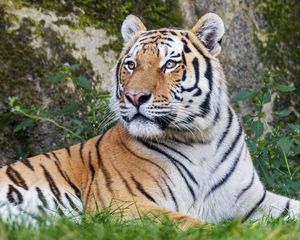 Preview wallpaper tiger, big cat, lanes, predator, glance, animal