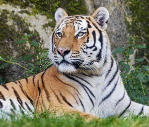 Preview wallpaper tiger, big cat, lanes, predator, glance, animal