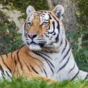 Preview wallpaper tiger, big cat, lanes, predator, glance, animal