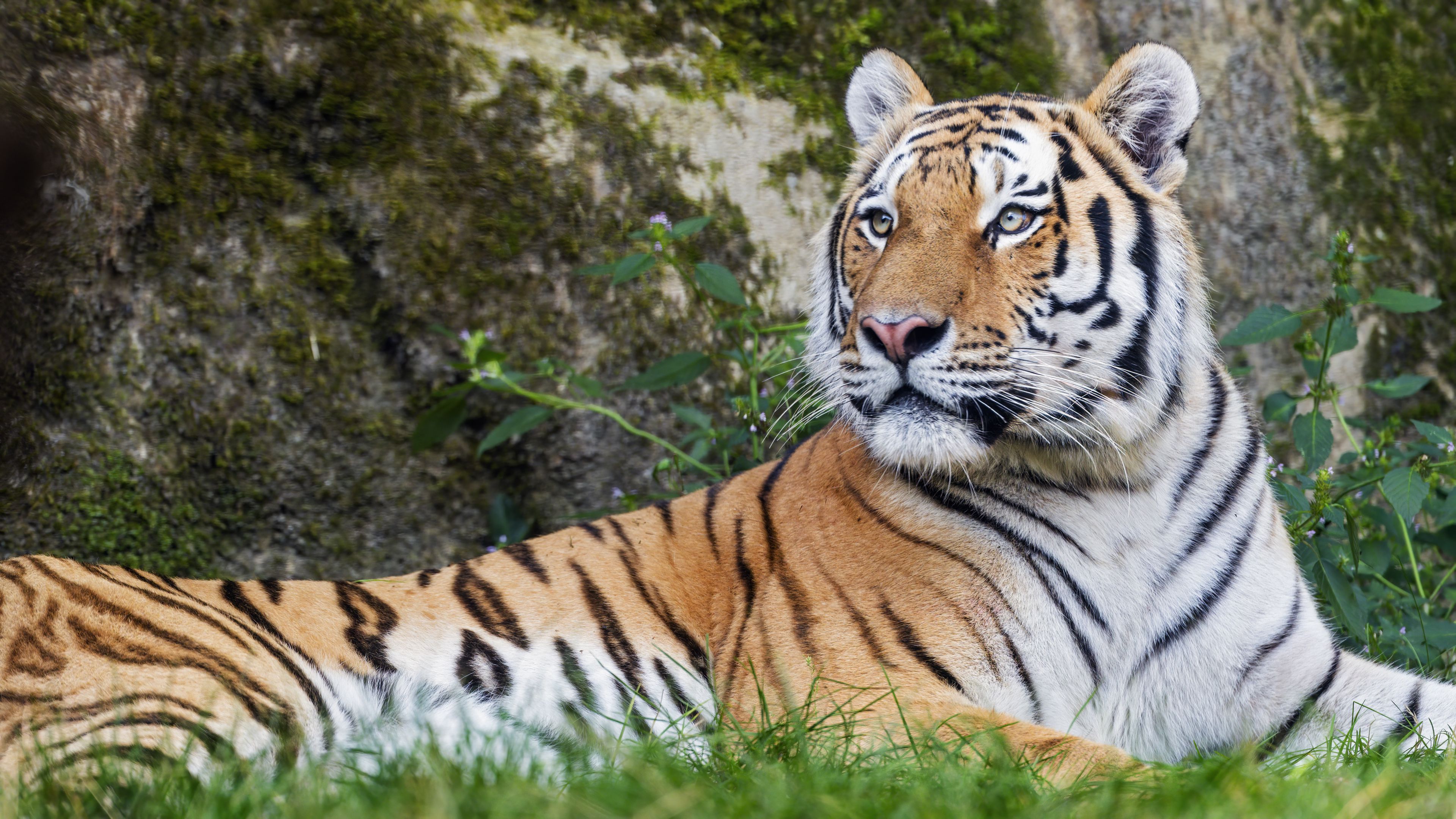 3840x2160 Wallpaper tiger, big cat, lanes, predator, glance, animal