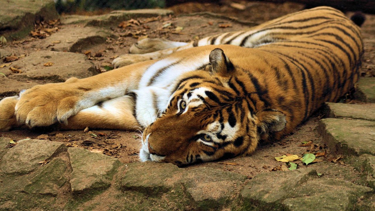Wallpaper tiger, big cat, lying, predator