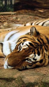 Preview wallpaper tiger, big cat, lying, predator