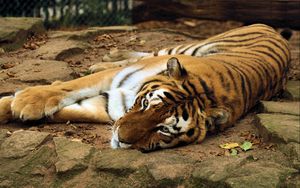 Preview wallpaper tiger, big cat, lying, predator