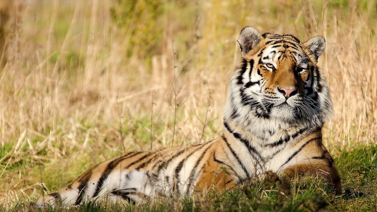 Wallpaper tiger, big cat, lying, grass