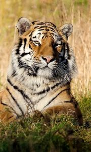 Preview wallpaper tiger, big cat, lying, grass