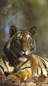 Preview wallpaper tiger, big cat, lying