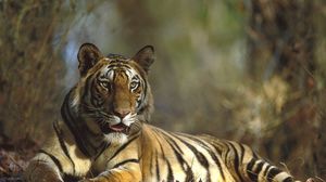 Preview wallpaper tiger, big cat, lying