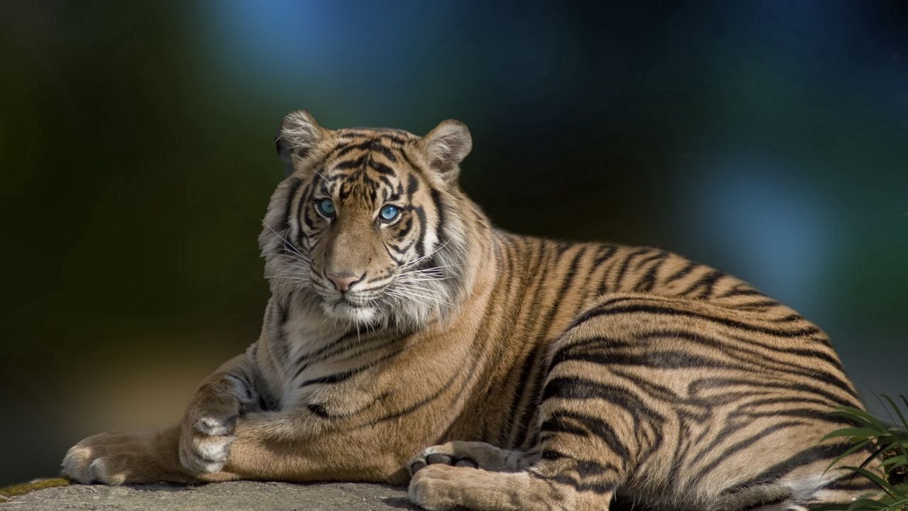 Wallpaper tiger, big cat, lying, grace, beautiful, predator