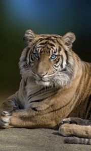 Preview wallpaper tiger, big cat, lying, grace, beautiful, predator