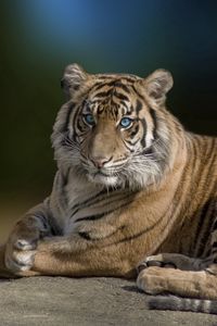 Preview wallpaper tiger, big cat, lying, grace, beautiful, predator