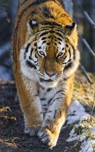 Preview wallpaper tiger, big cat, movement, animal, predator