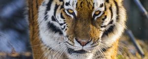 Preview wallpaper tiger, big cat, movement, animal, predator