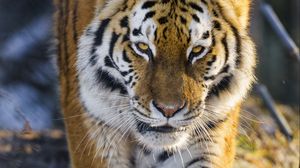 Preview wallpaper tiger, big cat, movement, animal, predator