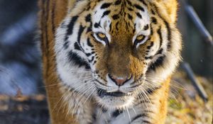 Preview wallpaper tiger, big cat, movement, animal, predator