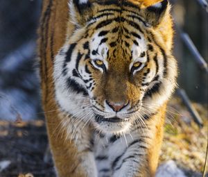 Preview wallpaper tiger, big cat, movement, animal, predator