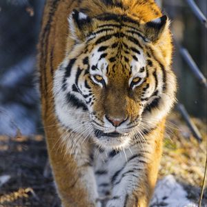 Preview wallpaper tiger, big cat, movement, animal, predator