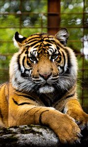 Preview wallpaper tiger, big cat, muzzle, glance, predator