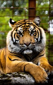 Preview wallpaper tiger, big cat, muzzle, glance, predator