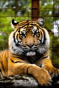 Preview wallpaper tiger, big cat, muzzle, glance, predator
