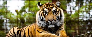 Preview wallpaper tiger, big cat, muzzle, glance, predator