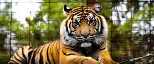 Preview wallpaper tiger, big cat, muzzle, glance, predator